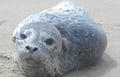 34 - Baby Seal near ORC